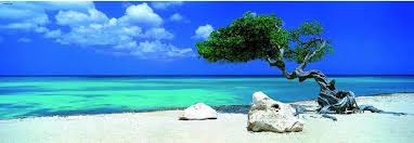 HEYE DIVI DIVI TREE PANORAMA, 1000 PCES - CASSE-TÊTE ADULTES - HEYE
