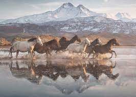 SCHMIDT - CHEVAUX EN CAPPADOCE - 1000 PIÈCES - SCHMIDT